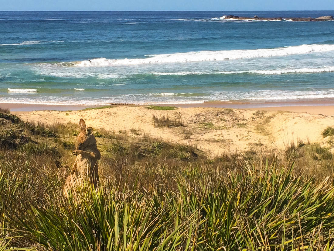 the-sidewalk-secrets-photo-blog-travel-road-trip-cronulla-south-coast-2545