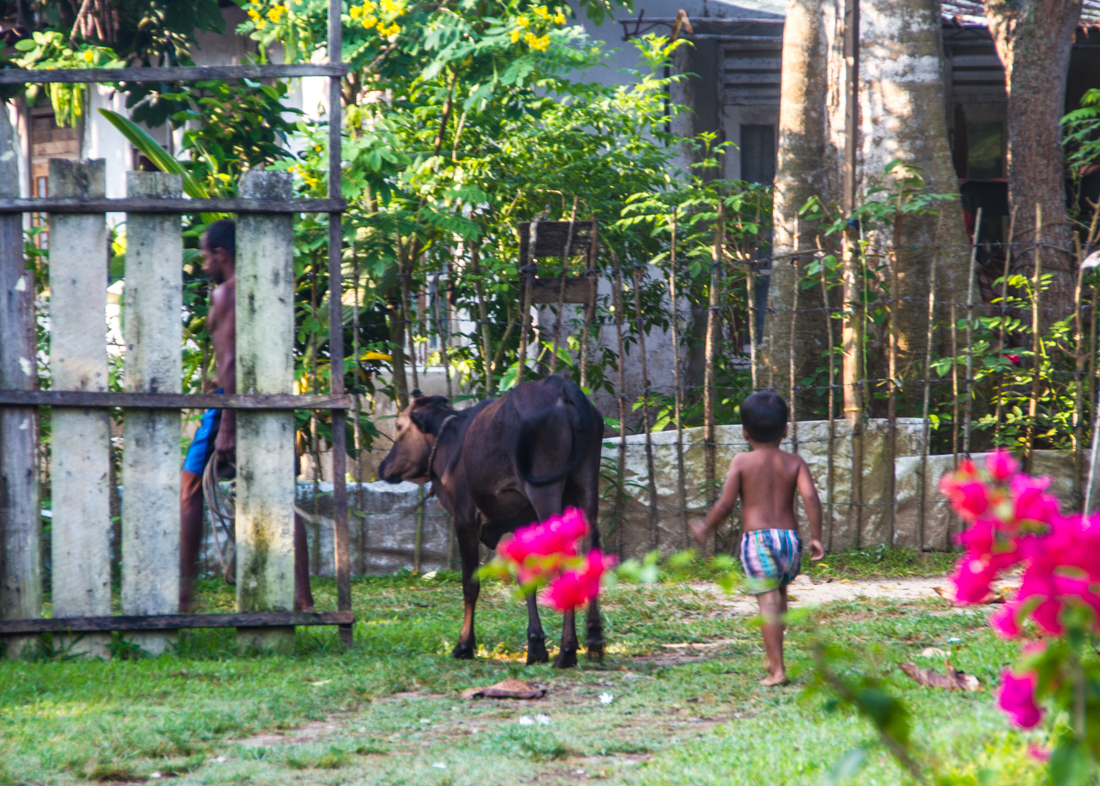 the-sidewalk-secrets-travel-blog-surf-sri-lanka-midigama-mirissa-surfing-34