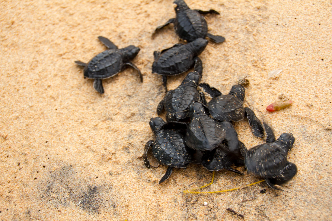 surf-bums-in-sri-lanka-living-the-dream-set-the-turtles-free-4