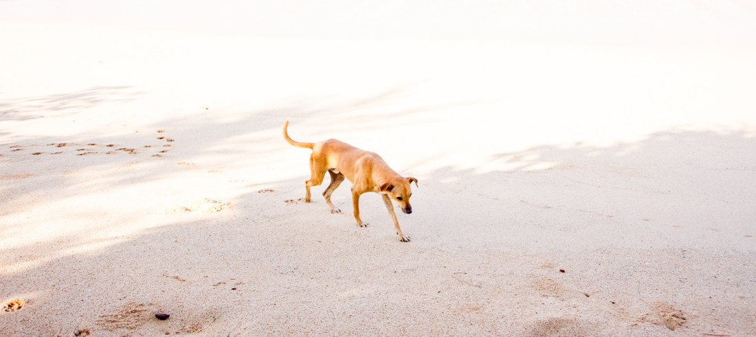 the-sidewalk-secrets-travel-blog-surf-sri-lanka-midigama-mirissa-surfing-sunset-6